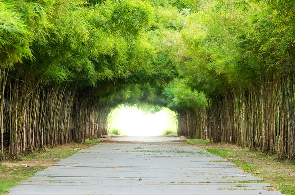 Walkway with bamboo forest. — Stock Photo, Image