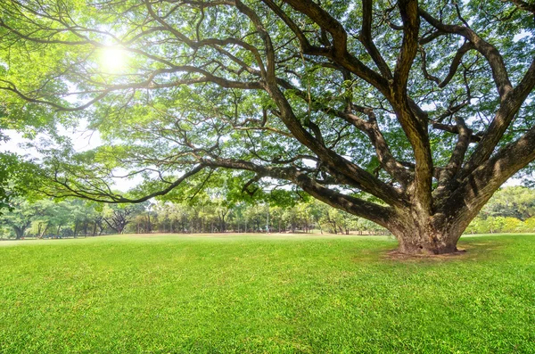 Árvore grande no parque. — Fotografia de Stock