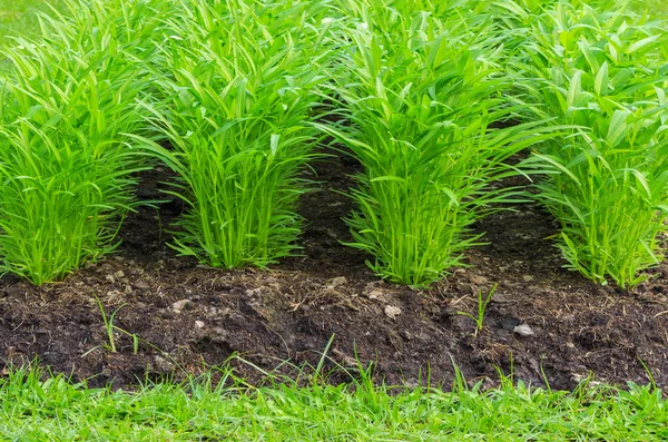 Water Convolvulus is row — Stock Photo, Image