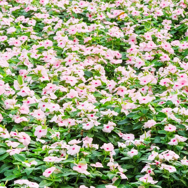 Catharanthus roseus flowers — Stock Photo, Image