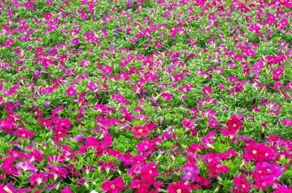 Fält av blommor för petunia — Stockfoto
