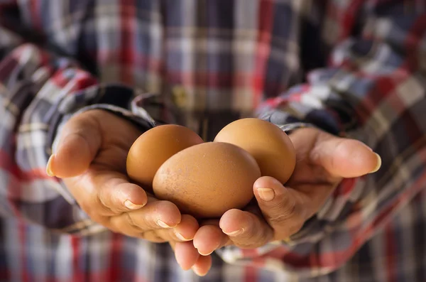 Čerstvé bio vejce. — Stock fotografie