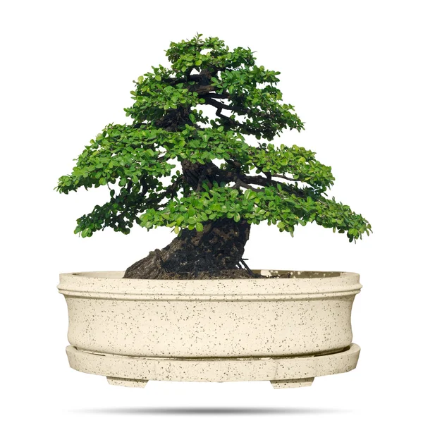 Bonsai träd i gryta — Stockfoto