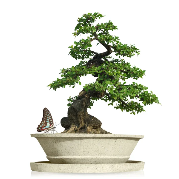 Bonsai árvore com borboleta — Fotografia de Stock