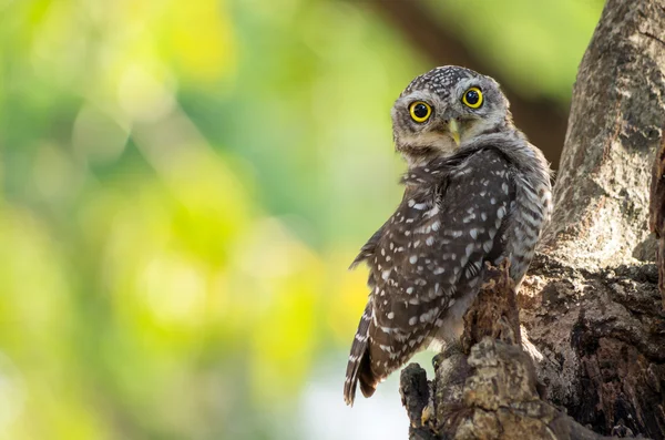 Pequeño búho es evidente — Foto de Stock