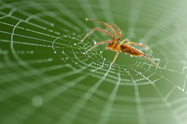Wild red spider — Stock Image Wild red spider Stock Image