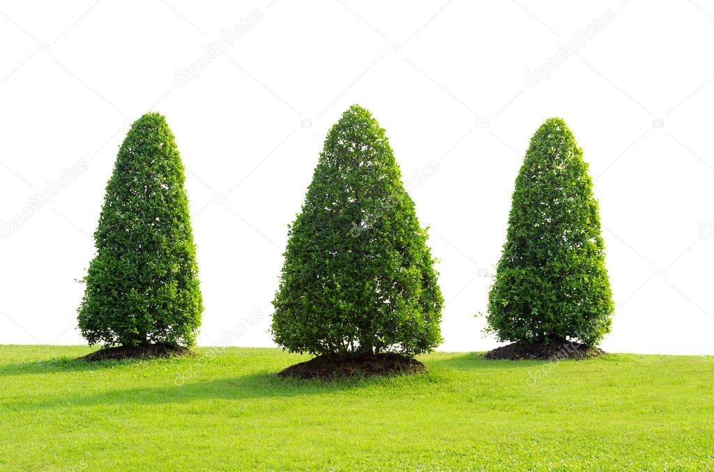 Trees with green grass