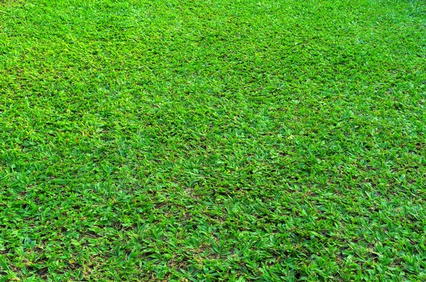 Green grass texture — Stock Photo, Image