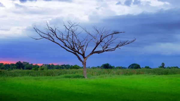 Tree dead with sunset — Stock Photo, Image