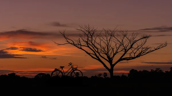 Silhouette bike with dead tree — Stock Fotó