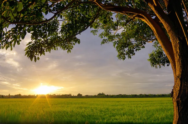 Sunset over the rice fields — Stock Photo, Image