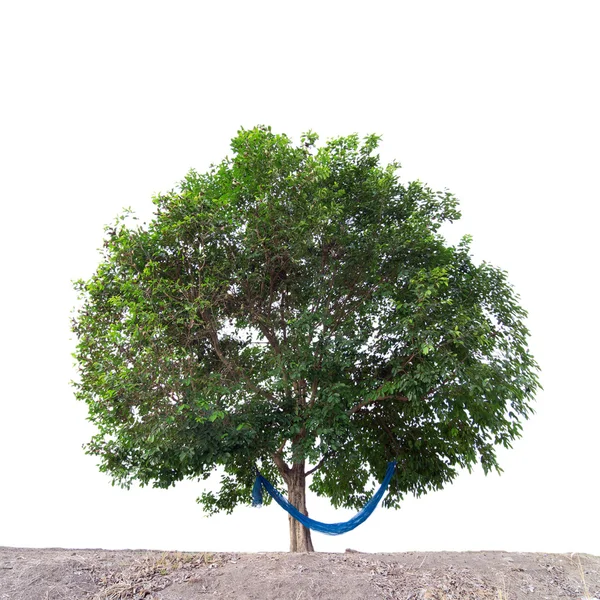 Зелене дерево з постільною білизною — стокове фото