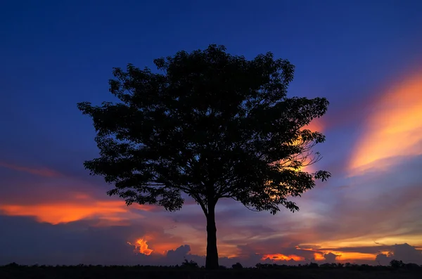 Paisaje con una silueta de un árbol — Foto de Stock