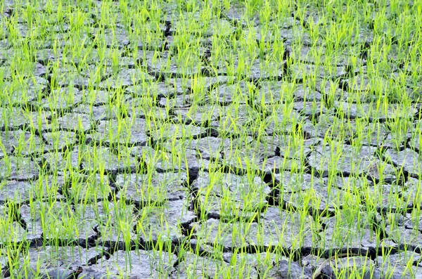 Veld rijst zaailingen groeien — Stockfoto