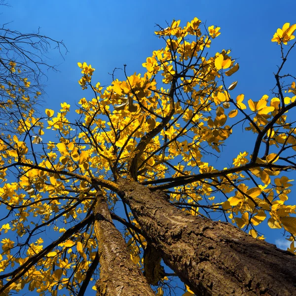 Strom se žlutými listy — Stock fotografie