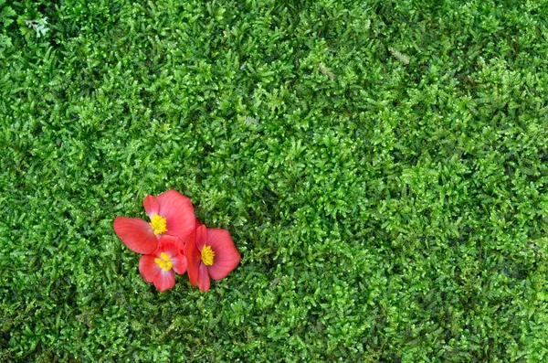 Blüten rosa Begonien — Stockfoto