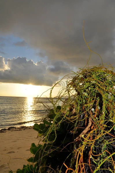 Tropische Pflanze Von Laurel Dodder Cassytha Filiformis Strand Mit Der — Stockfoto