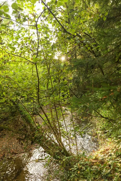Raio Sol Através Floresta Verão Com Rio País Gales — Fotografia de Stock