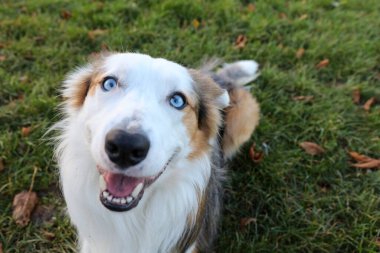 Yeşil çimen parkında Mutlu Sınır Çoban Köpeği Üç Merle