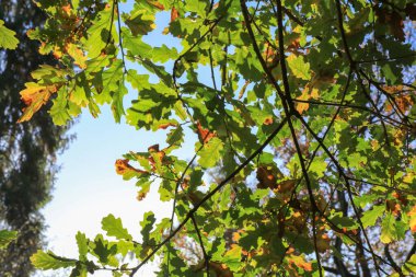 Yeşil meşe yaprakları parlak güneş ışığına karşı