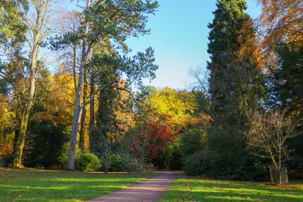 Färgglada Höstträd Park Med Trädskugga England Storbritannien — Stockfoto