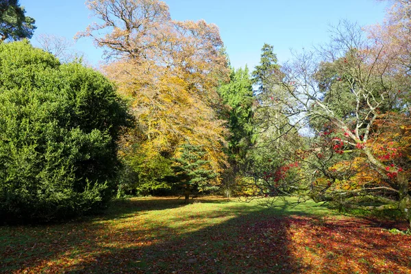 Árvores Outono Coloridas Parque Com Sombra Árvore Inglaterra Reino Unido — Fotografia de Stock