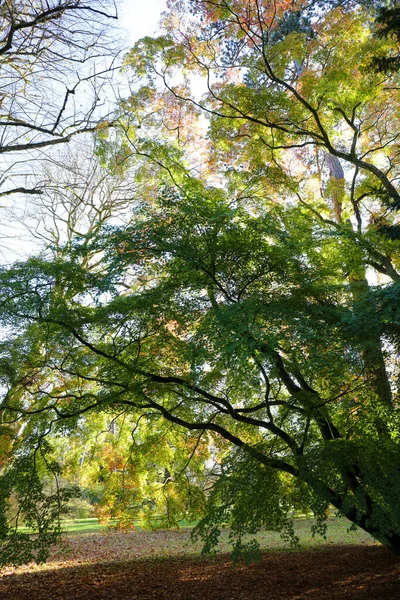 Träd Grenar Platanus Orientalis Eller Oriental Plan Anlagd Park — Stockfoto