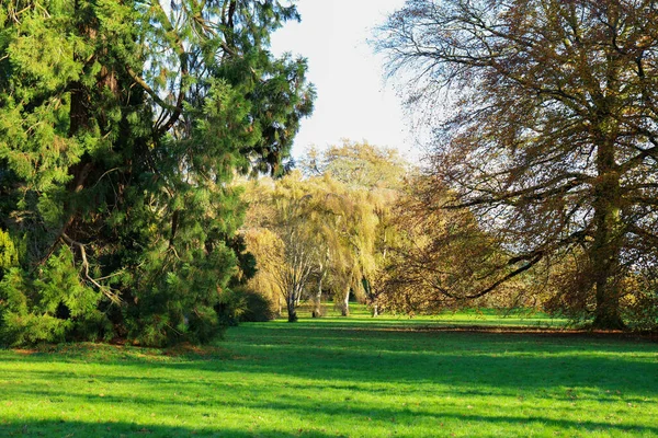 Árvores Outono Coloridas Parque Com Sombra Árvore Inglaterra Reino Unido — Fotografia de Stock