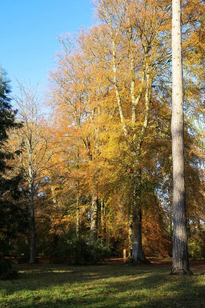 Arbres Automne Colorés Dans Parc Avec Ombre Arbre Angleterre Royaume — Photo