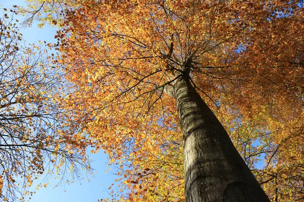 Colore Giallo Arancio Fronda Alberi Con Cielo Blu — Foto Stock