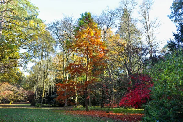 Árvores Outono Coloridas Parque Com Sombra Árvore Inglaterra Reino Unido — Fotografia de Stock