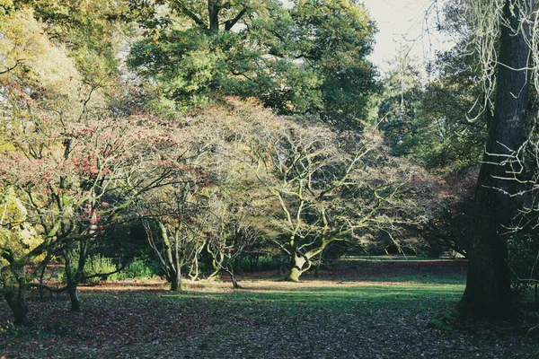 Árvores Outono Coloridas Parque Com Sombra Árvore Inglaterra Reino Unido — Fotografia de Stock