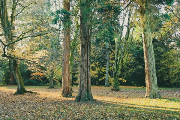 Árvores Outono Coloridas Parque Com Sombra Árvore Inglaterra Reino Unido — Fotografia de Stock