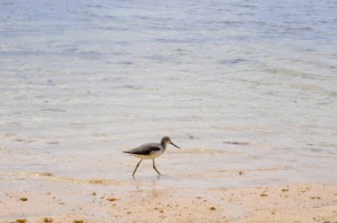 Nebularia (Tringa Nebularia), güneşli bir günde, tropik plajda, suyun kenarında.