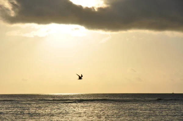 인도양 상공의 하늘과 바닷새의 — 스톡 사진