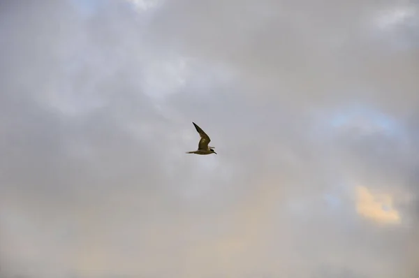 空中的海鸟 — 图库照片