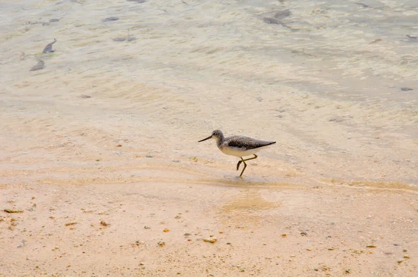 Obecný Greenshank Tringa Nebularia Okraji Vody Tropické Pláži Slunečného Dne — Stock fotografie