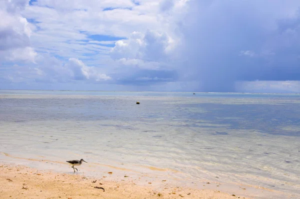 Greenshank Comune Tringa Nebularia Sul Bordo Dell Acqua Sulla Spiaggia — Foto Stock