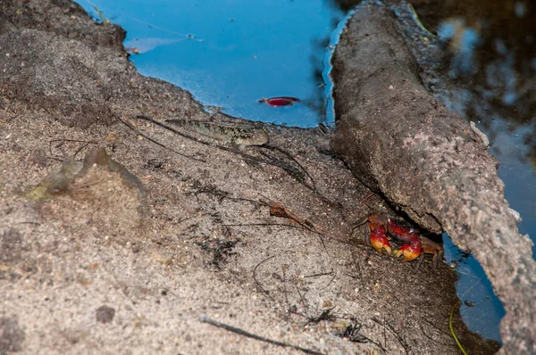 Красно Желтый Краб Neosarmatium Erti Скалой Водно Болотном Угодье — стоковое фото