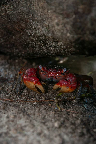 Neosarmatium Meinerti Red Yellow Crab — Stock Photo, Image