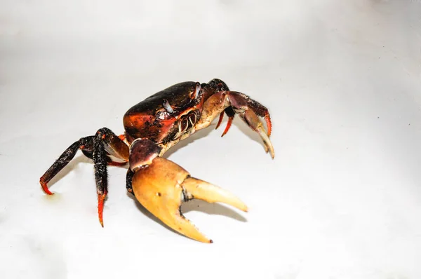 Brown Land Crab Cardisoma Carnifex Com Fundo Branco — Fotografia de Stock