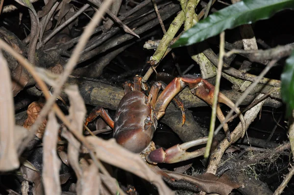 Brown Land Crab (Cardisoma carnifex)