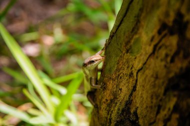 Kahverengi Seyşeller Skink (Trachylepis sechellensis) vahşi doğada
