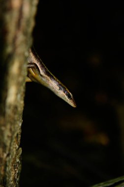 Kahverengi Seyşeller Skink (Trachylepis sechellensis) vahşi doğada