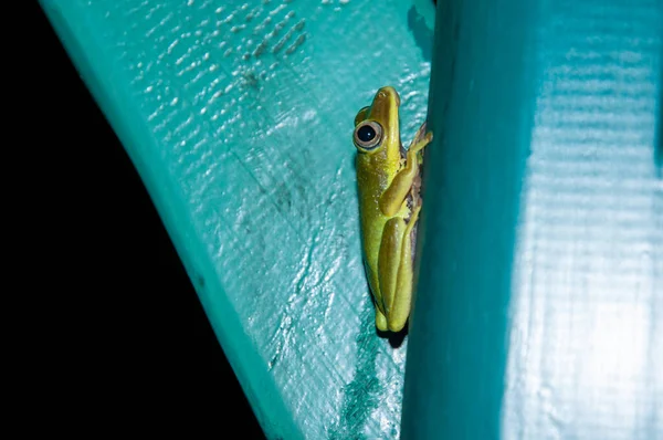 Seychellen Laubfrosch Tachycnemis Seychellensis Einer Blauen Wand Nachtschuss — Stockfoto