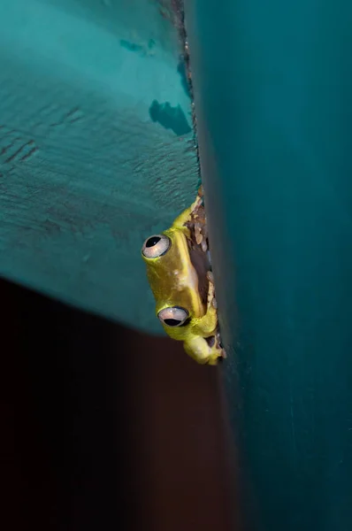 Seychelles Tree Frog Tachycnemis Seychellensis Una Pared Azul Tiro Nocturno — Foto de Stock