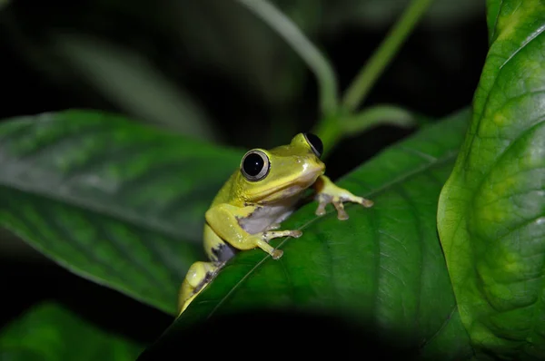 Seychelles Tree Frog Tachycnemis Seychellensis Leaf Night Shot — Stock Photo, Image