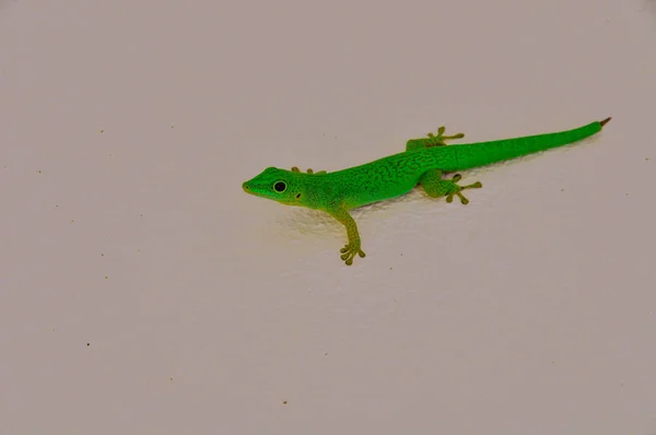 Digue Day Gecko Phelsuma Sundbergi — Stockfoto