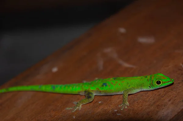 Digue Day Gecko Phelsuma Sundbergi — Stock fotografie