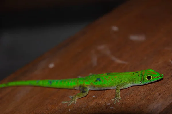 Digue Day Gecko Phelsuma Sundbergi — Foto de Stock